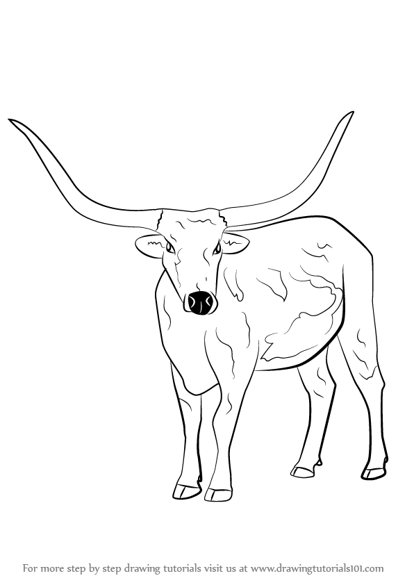 596x842 learn how to draw a longhorn cattle - Longhorn Bull Drawing