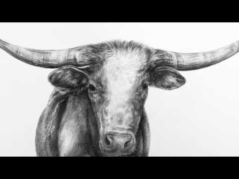 480x360 longhorn - Longhorn Bull Drawing