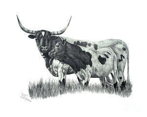 300x239 longhorn cattle drawings fine art america - Longhorn Bull Drawing