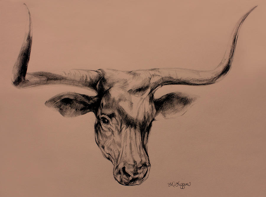 900x669 longhorn drawing drawing - Longhorn Bull Drawing