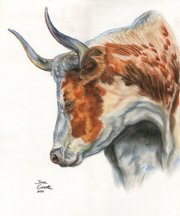 747x900 longhorn drawing - Longhorn Bull Drawing