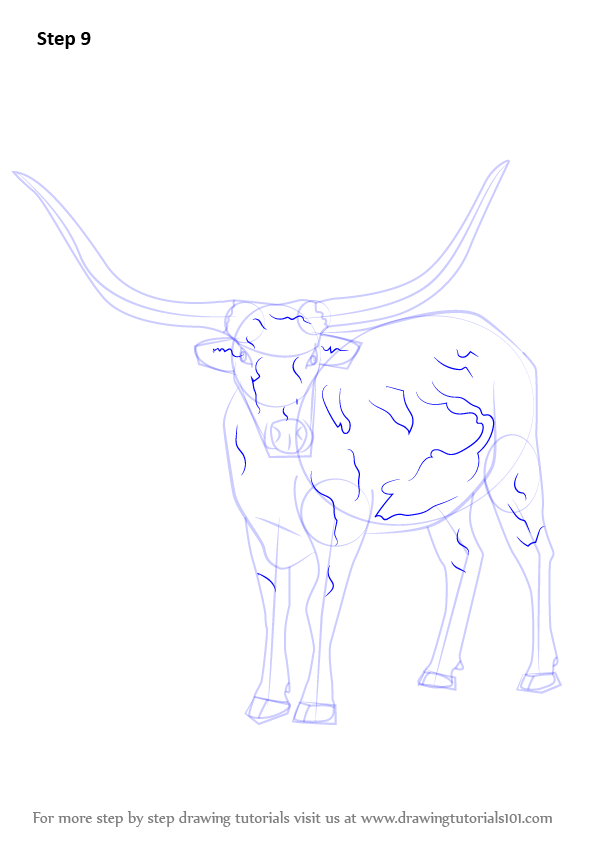 596x842 Step - Longhorn Bull Drawing