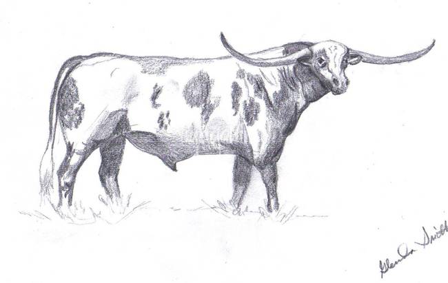 650x411 stunning longhorn drawings and illustrations for sale on fine - Longhorn Bull Drawing