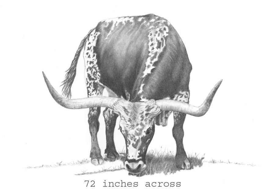 900x623 longhorn cattle drawing sketch horse drawings in cow - Longhorn Bull Drawing