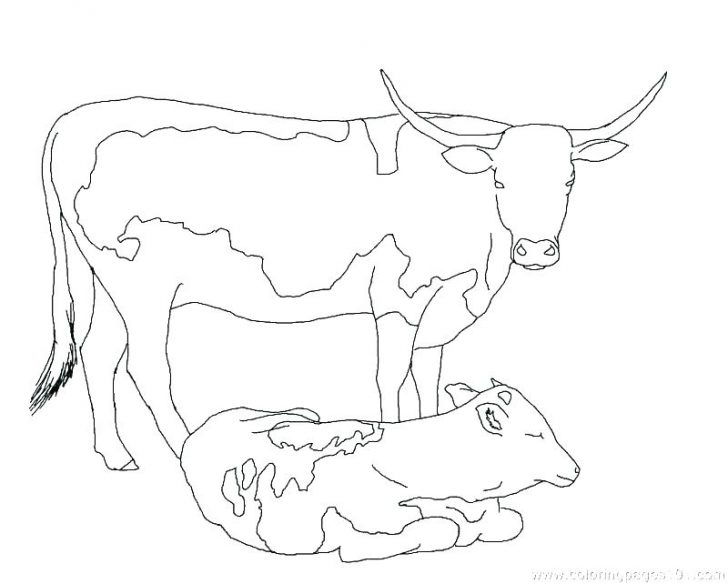 70 Top Coloring Page Bull Cows Images & Pictures In HD