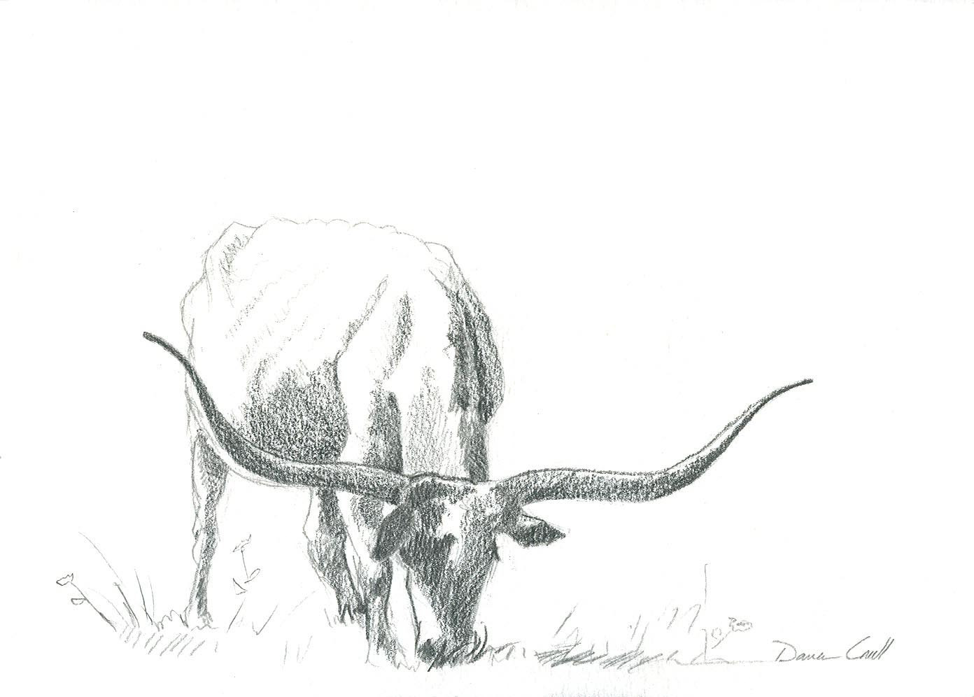 1392x996 images of longhorn cattle drawing - Longhorn Cattle Drawings