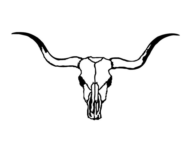 Longhorn Cattle Drawings at Explore collection of