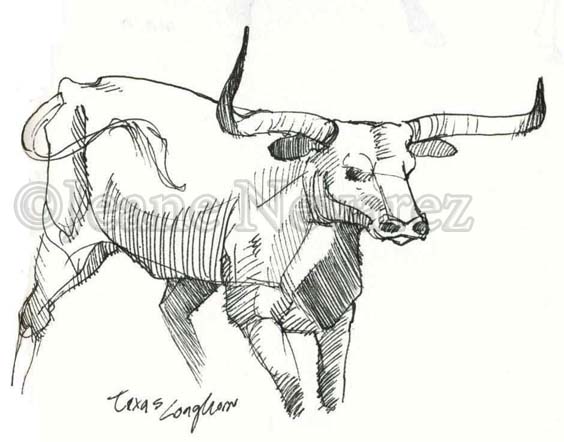 Longhorn Cattle Drawings at PaintingValley.com | Explore collection of ...