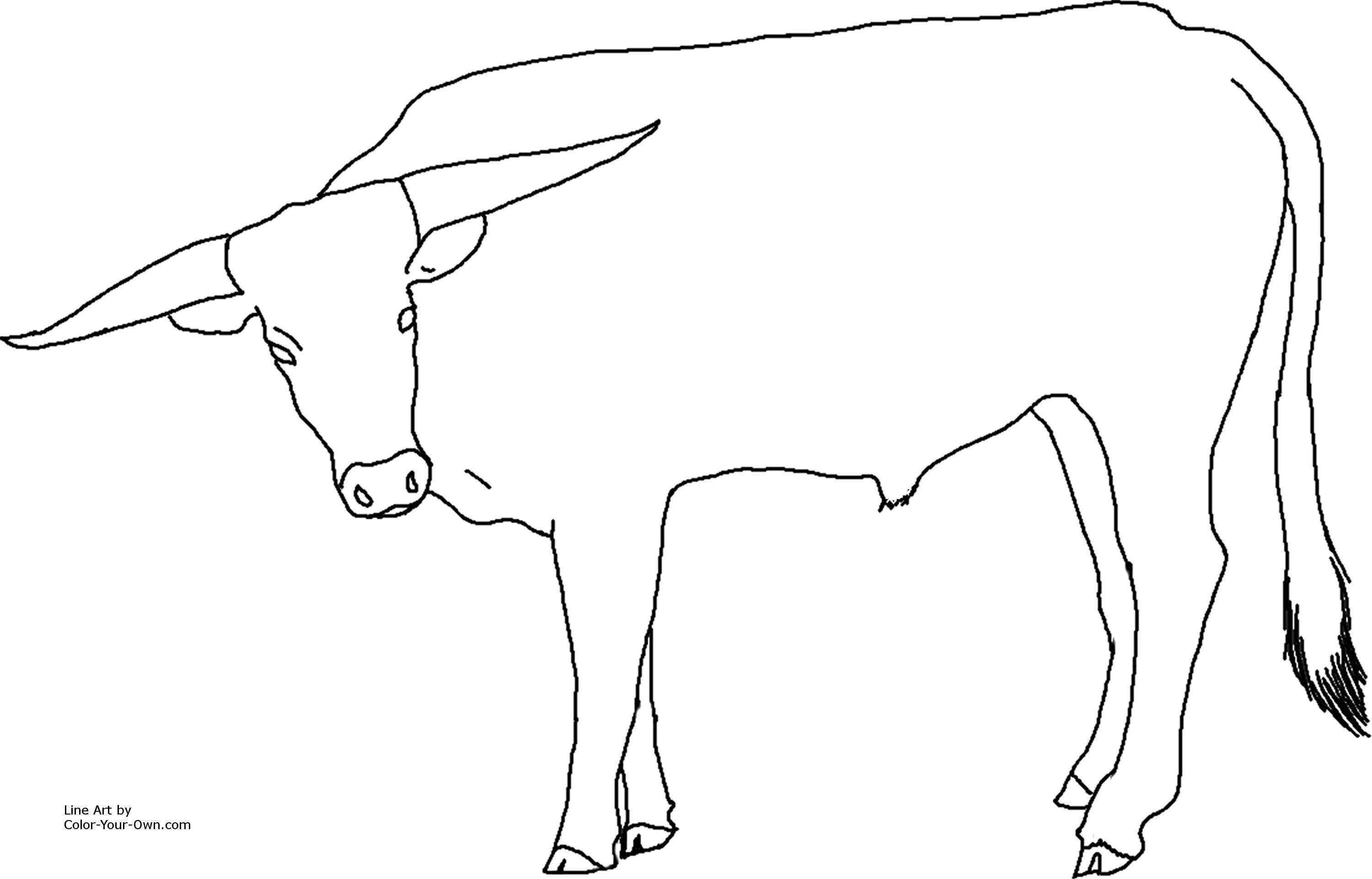 3000x1922 longhorn steer coloring page - Longhorn Cattle Drawings