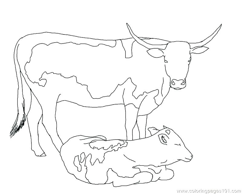 800x642 texas longhorns coloring pages vector of a cartoon longhorn cow - Longhorn Cattle Drawings