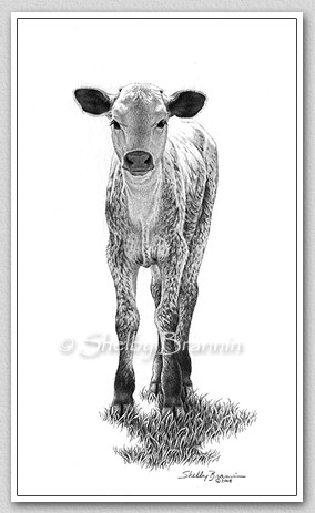 284x463 calf pencil drawing of a longhorn - Longhorn Cattle Drawings