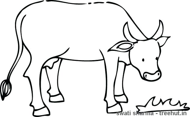 633x389 coloring pages cows of longhorn cattle - Longhorn Cattle Drawings