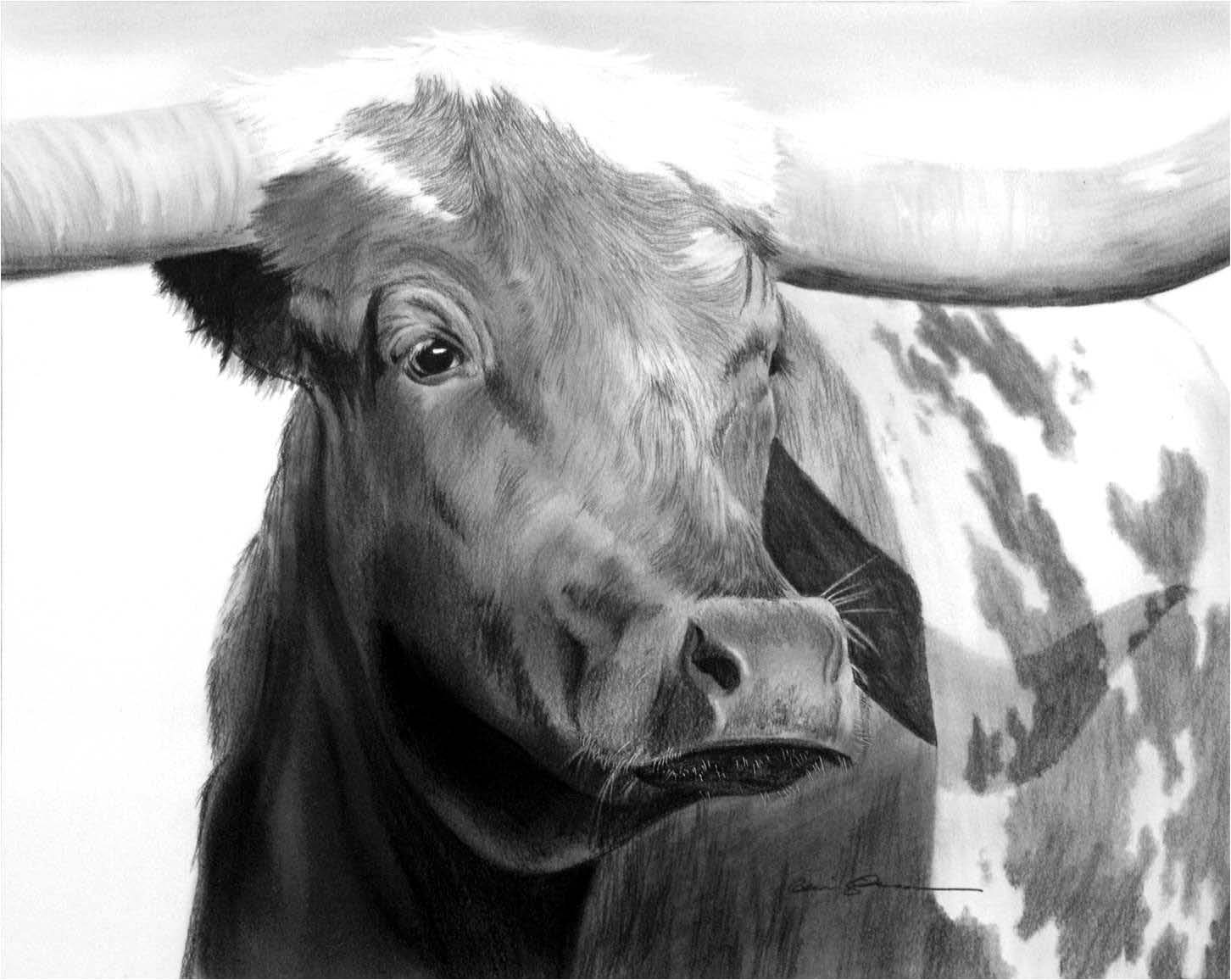 Longhorn Drawing at Explore collection of Longhorn