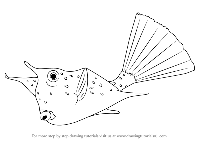 800x566 Learn How To Draw A Longhorn Cowfish - Longhorn Drawing