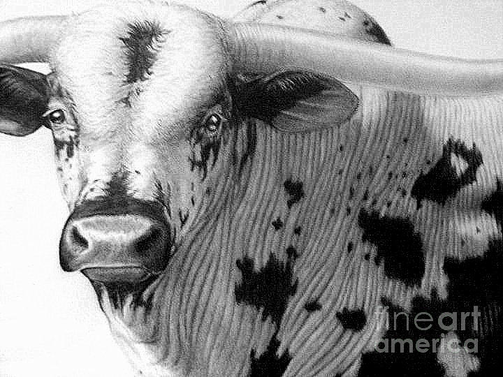 720x540 Longhorn Drawing - Longhorn Drawing