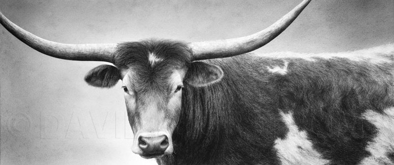 771x323 Longhorn Reproduction David Bjurstrom - Longhorn Drawing