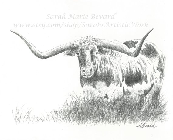 570x461 Original Graphite Drawing Longhorn - Longhorn Drawing