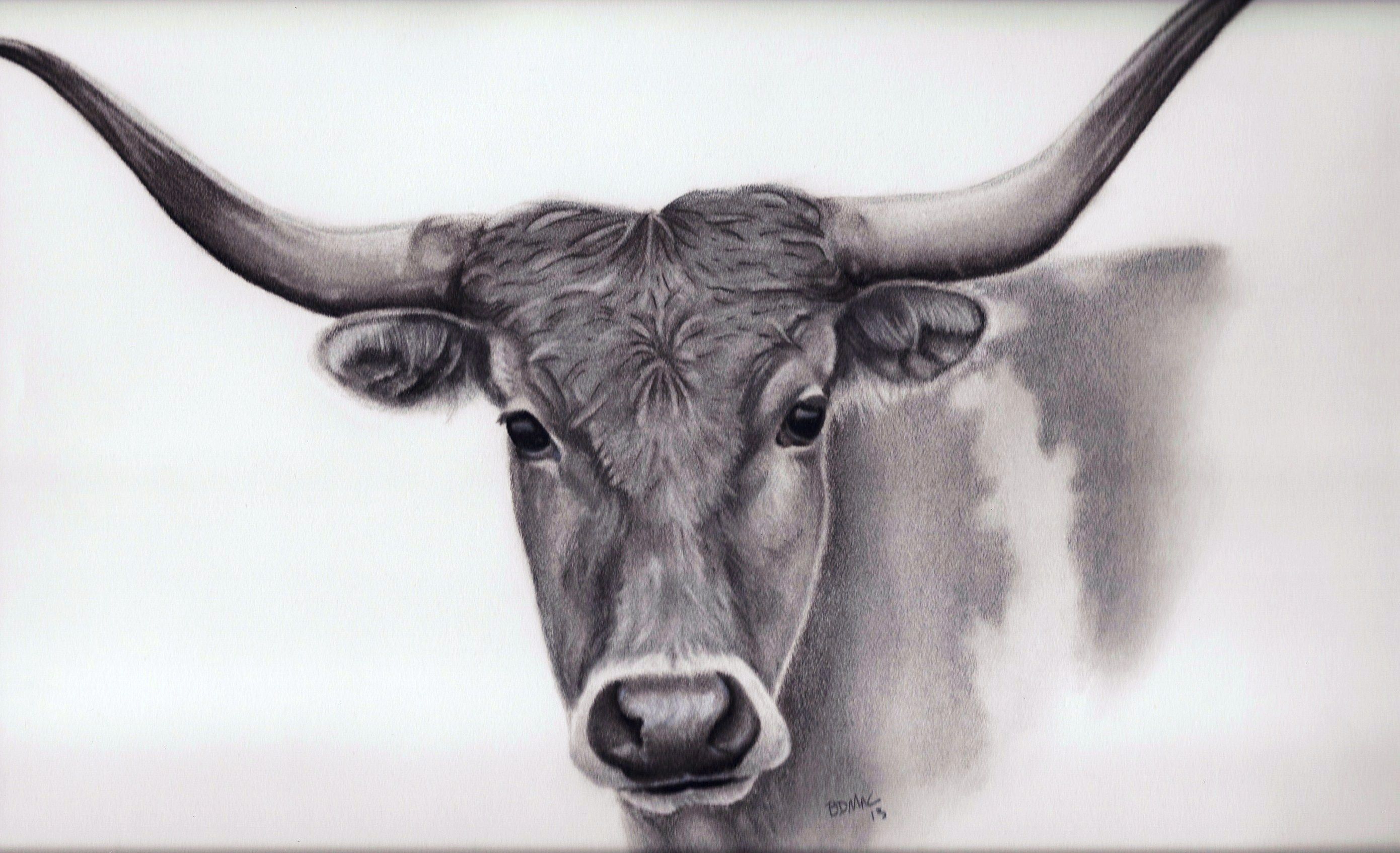 2781x1694 Portrait Drawing Of A Longhorn Hand Drawn Portraits From Your - Longhorn Drawing
