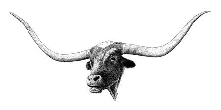 450x225 Stunning Longhorn Ink Drawings And Illustrations For Sale - Longhorn Drawing