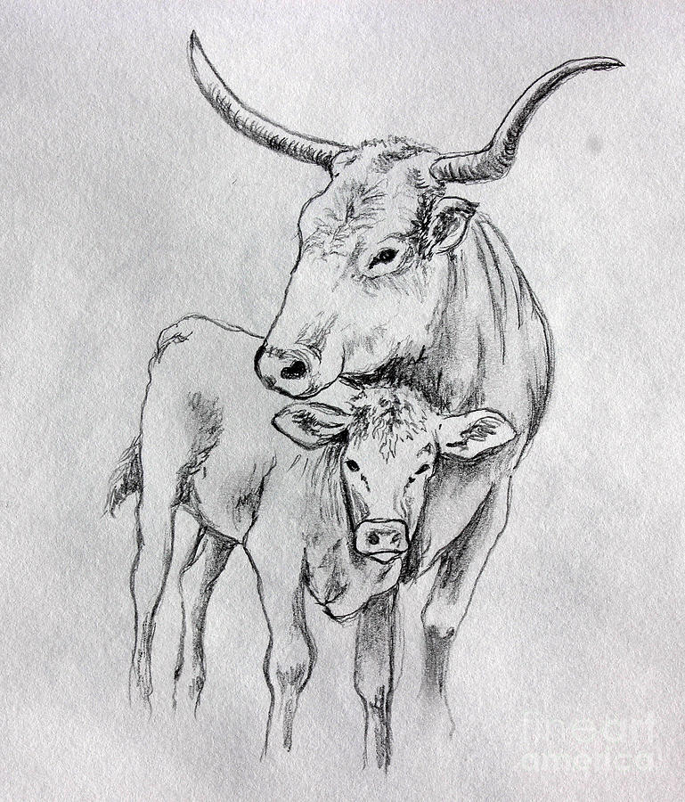 769x900 Texas Longhorn And Her Calf Drawing - Longhorn Drawing