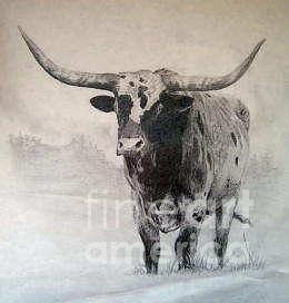 260x272 Texas Longhorn Drawing - Longhorn Drawing