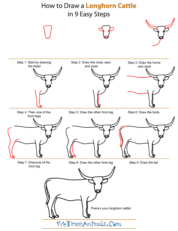 600x776 How To Draw A Longhorn Cattle - Longhorn Drawing