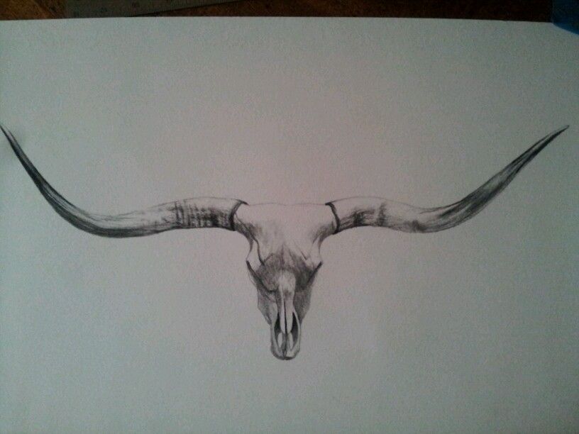 816x612 Huge Collection Of 'longhorn Skull Drawing' Download More Than - Longhorn Skull Drawing