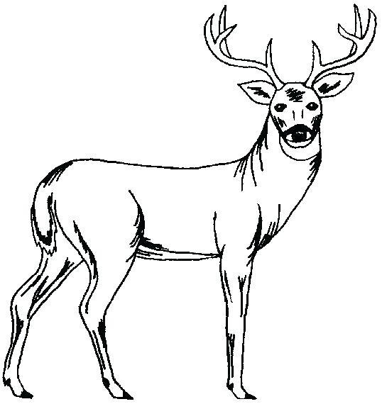 538x570 Texas Longhorn Skull Drawings Easy - Longhorn Skull Drawing