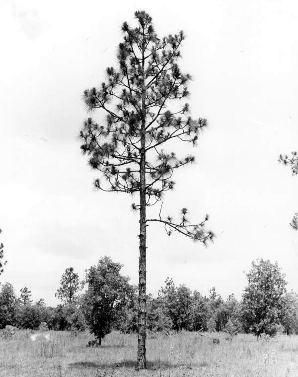 Longleaf Pine Drawing