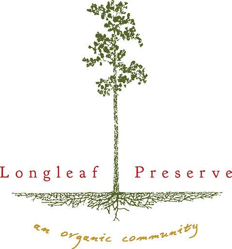 479x513 image result for longleaf pine forest drawing beauty and body - Longleaf Pine Drawing