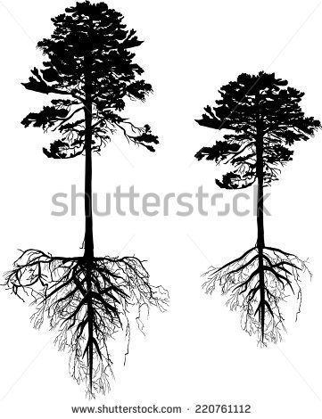 361x470 image result for longleaf pine root beauty and body pine tree - Longleaf Pine Drawing