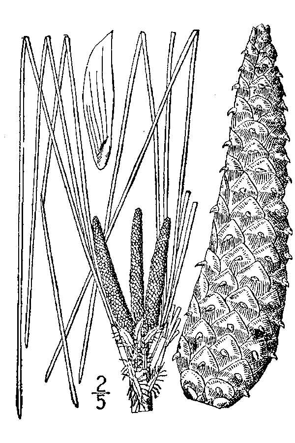 600x900 large image for pinus palustris - Longleaf Pine Drawing