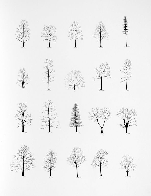 615x798 longleaf pine tree tattoo - Longleaf Pine Drawing