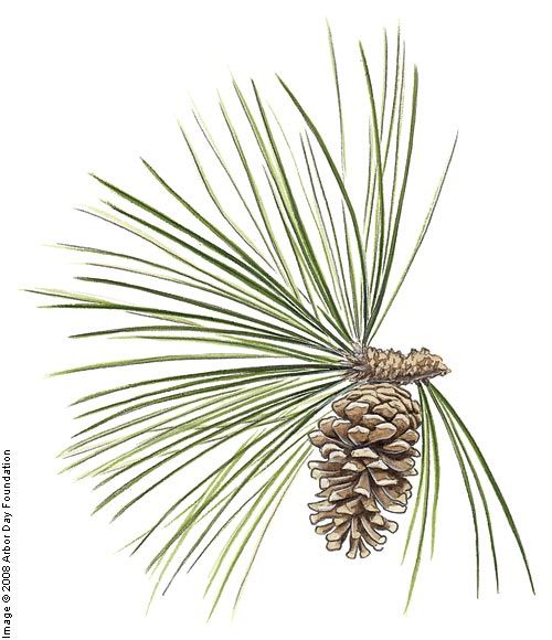 500x580 longleaf pine on the tree guide - Longleaf Pine Drawing