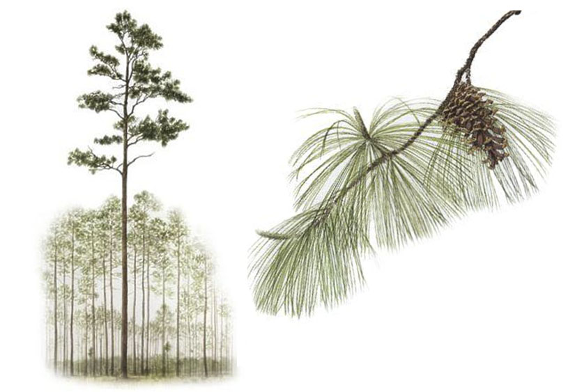 825x563 longleaf pine - Longleaf Pine Drawing