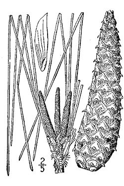 250x375 longleaf pine - Longleaf Pine Drawing