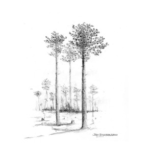 300x300 alabama - Longleaf Pine Drawing