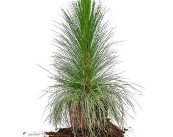 340x270 longleaf pine etsy - Longleaf Pine Drawing