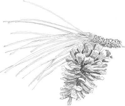 400x340 nature journaling workshop - Longleaf Pine Drawing