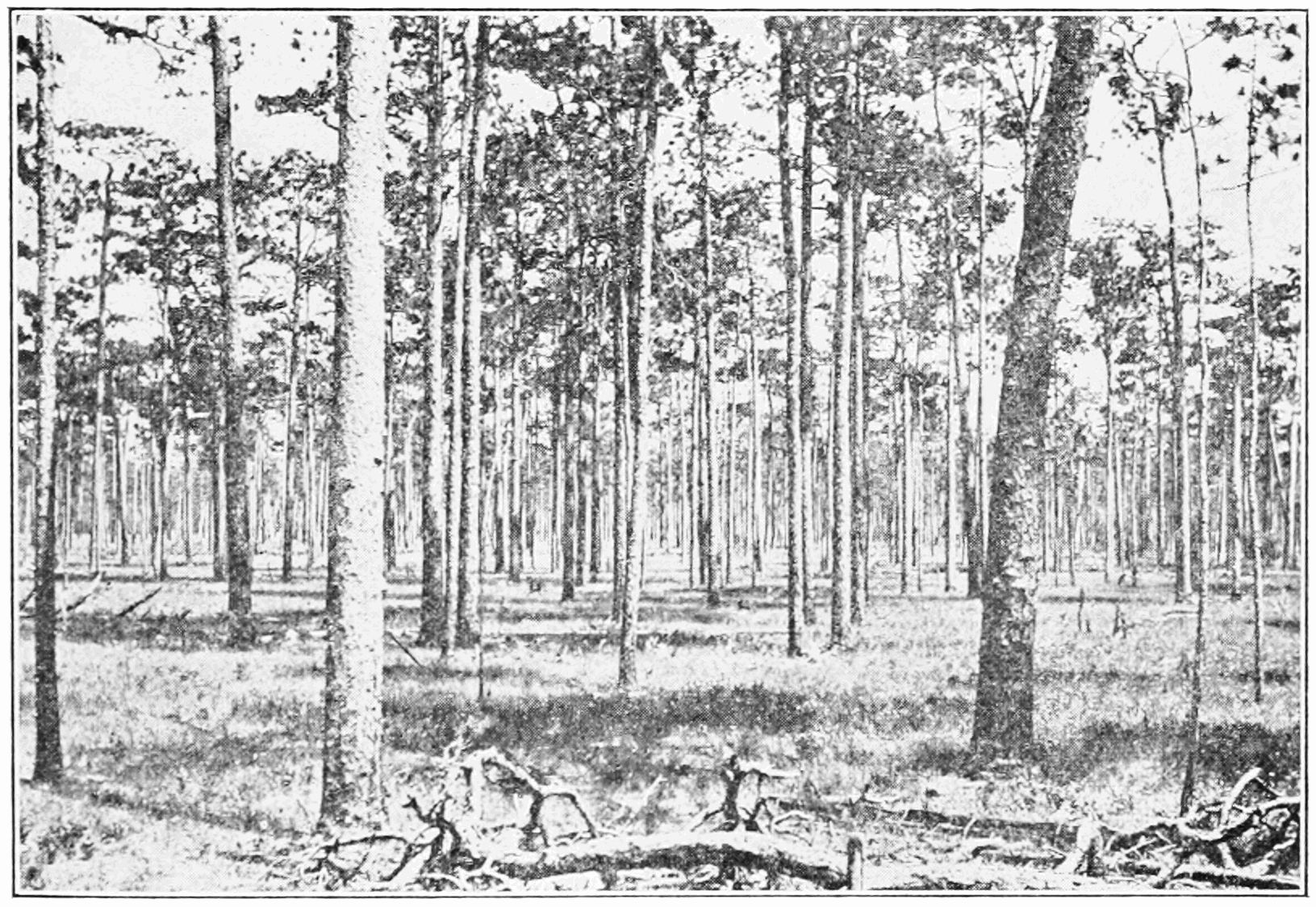 1631x1124 nc longleaf pine drawing - Longleaf Pine Drawing