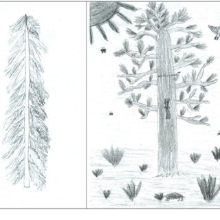 320x320 pdf the development and validation of an alternative assessment - Longleaf Pine Drawing