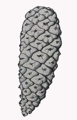 250x387 priscilla hollingsworth news - Longleaf Pine Drawing