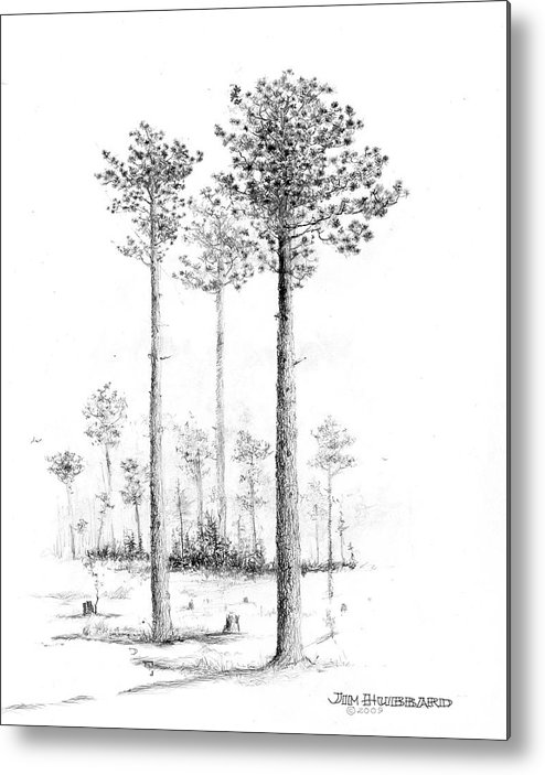 494x703 alabama - Longleaf Pine Drawing