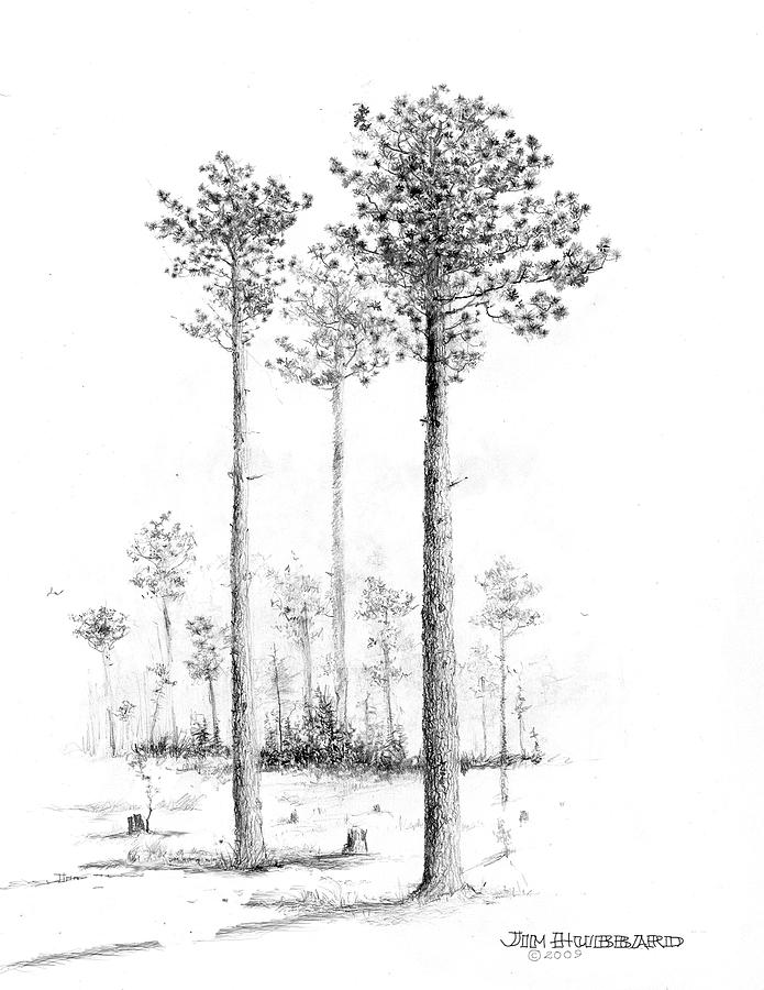 695x900 southern longleaf pine drawing - Longleaf Pine Drawing
