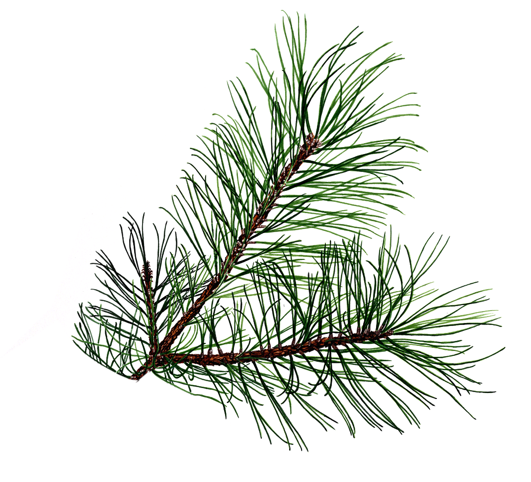 1069x970 drawings of pine cones and pine boughs shared - Longleaf Pine Drawing