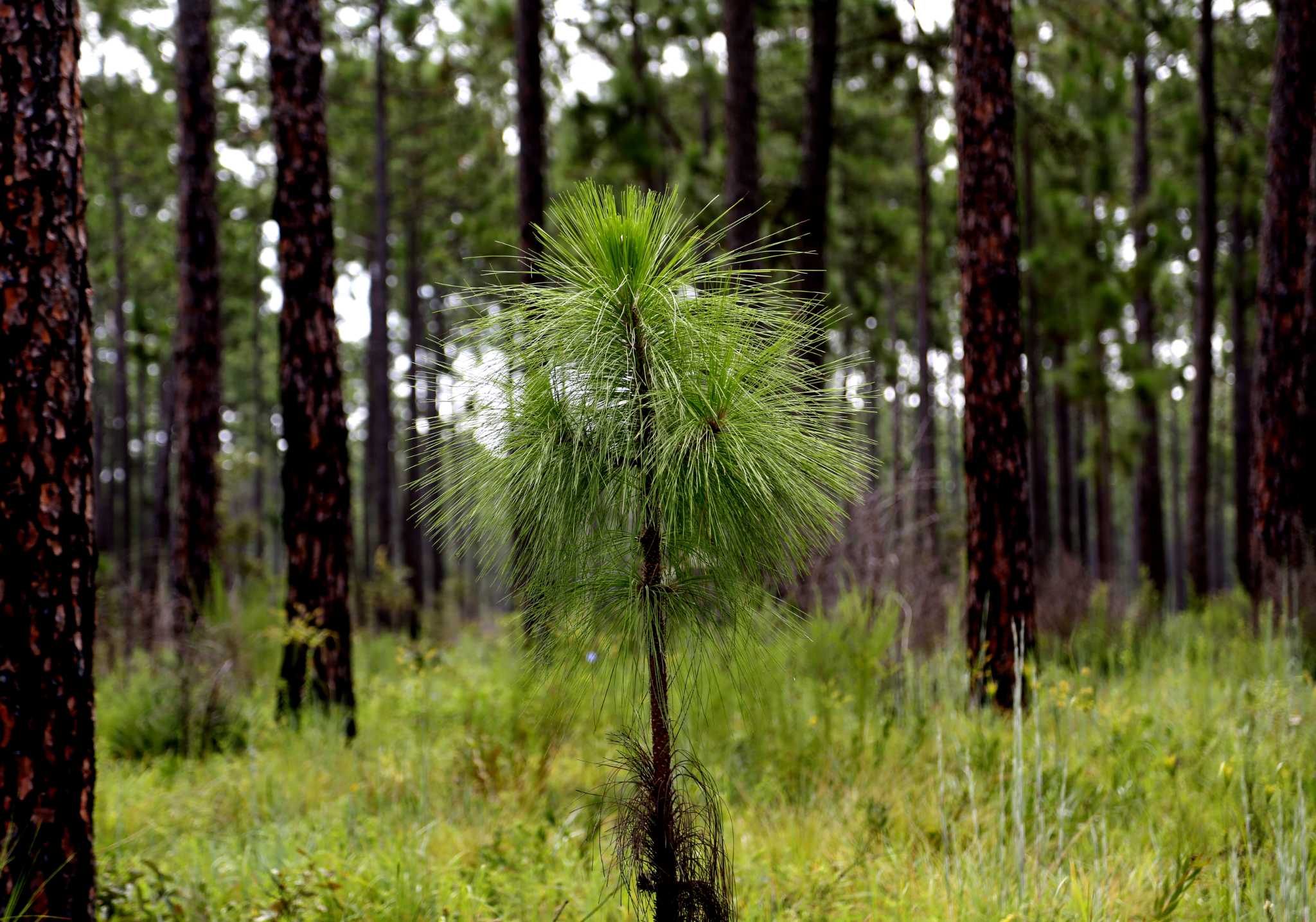 2048x1435 conservation efforts helping longleaf pine rebound in e texas - Longleaf Pine Drawing