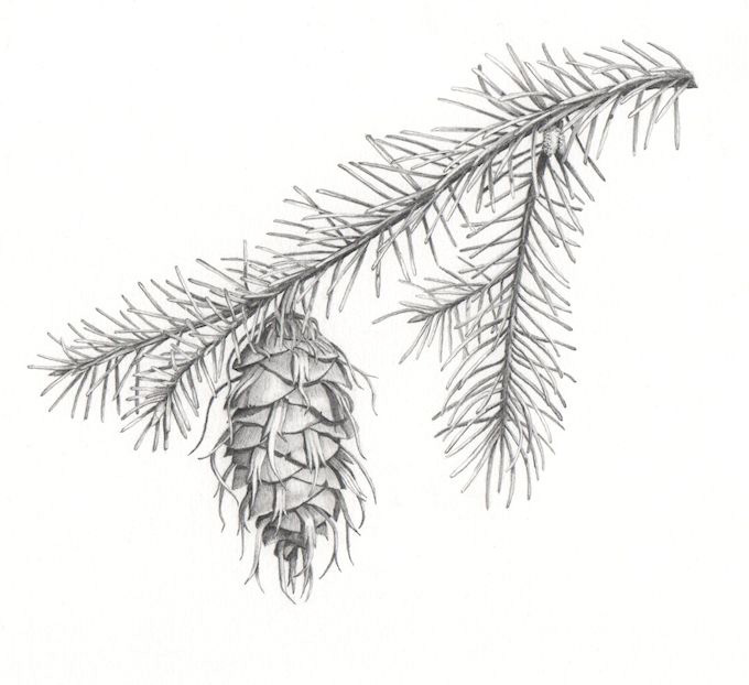 680x622 douglas fir cone - Longleaf Pine Drawing