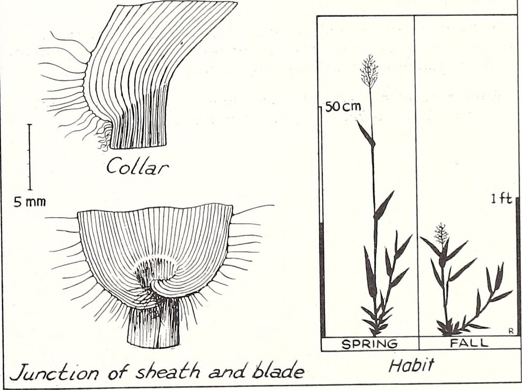 1024x765 image - Longleaf Pine Drawing