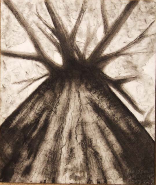 539x640 Tree - Looking Up Drawing