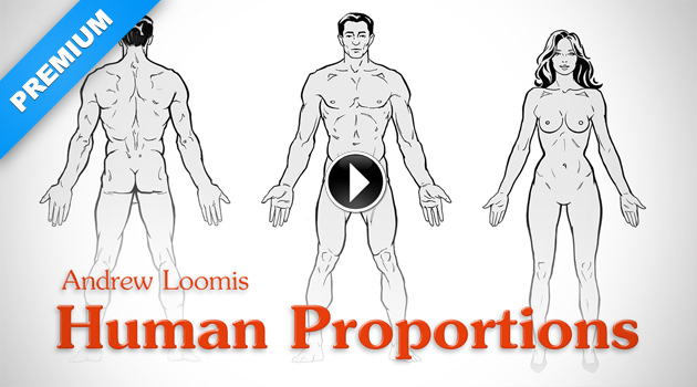 630x350 human figure proportions idealistic figures andrew loomis proko - Loomis Figure Drawing